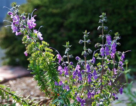 The Importance of Conservation in Preserving Trichostema Midnight Magic